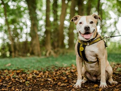 Dogs trust hot sale rescue centre